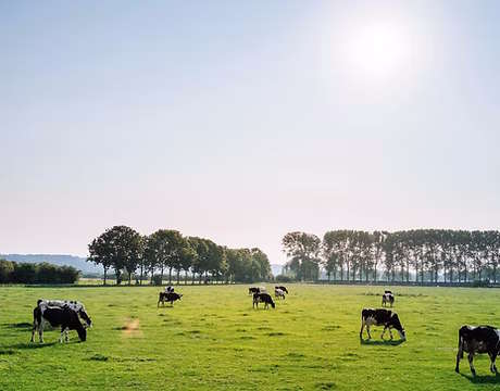 Cattle in Pasture