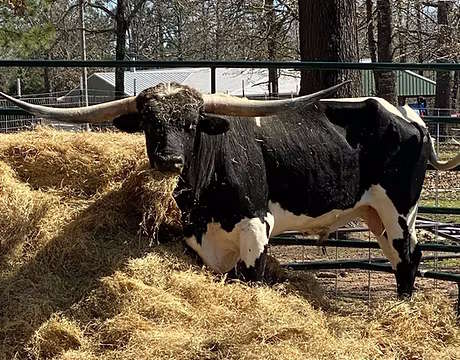 Cow eating hay
